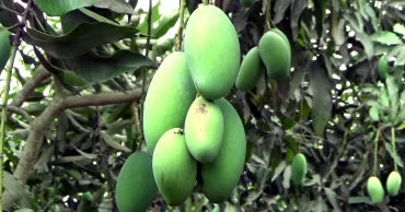 ঈদের লম্বা ছুটিতে আম নিয়ে বিপাকে নওগাঁর চাষি-ব্যবসায়ীরা