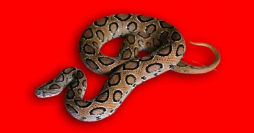 কুষ্টিয়ায় রাসেলস ভাইপারের কামড়ে দুইজনের মৃত্যু