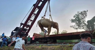 ট্রেনের ধাক্কায় গুরুতর আহত বন্য হাতি