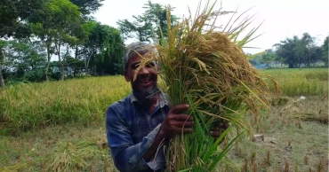 রংপুর অঞ্চলে বেড়েছে খড়ের কদর,  আগাম ধানে কৃষকের মুখে হাসি