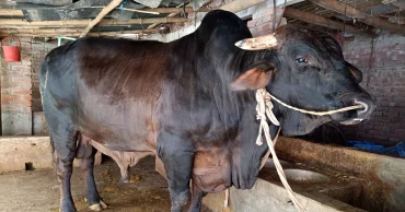 বদলগাছীর ৪০ মণের ‘সোনামানিক’, দাম হাঁকা হচ্ছে ১২ লাখ