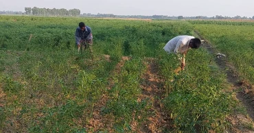 খরায় কাঁচা মরিচের উৎপাদন কমে যাওয়ায় ক্ষতিগ্রস্ত চাষিরা; বাজারেও সংকট