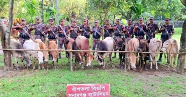 সুনামগঞ্জে ১২টি ভারতীয় গরু জব্দ করেছে বিজিবি