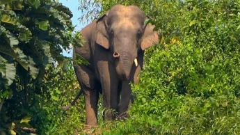 কক্সবাজারে বন্য হাতির আক্রমণে মা-মেয়ে নিহত
