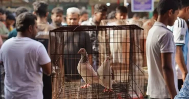 জিনজিরায় কবুতরের হাটে এখনও টিকে আছে মোগল ঐতিহ্য