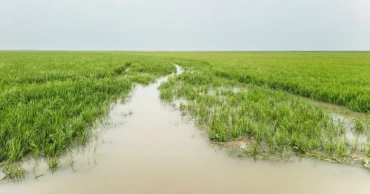 সুনামগঞ্জের হাওরে জলাবদ্ধতা, নষ্ট হওয়ার পথে হাজার হেক্টর জমির ধান