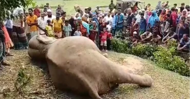 ফাঁদ পেতে বন্যহাতির হত্যার ঘটনায় মামলা, গ্রেপ্তার শহীদুল কারাগারে