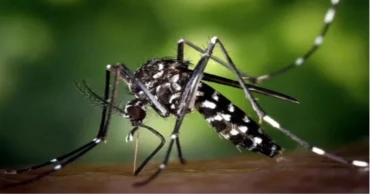চলতি বছরে গত ২৪ ঘণ্টায় ডেঙ্গুতে সর্বোচ্চ মৃত্যু
