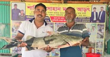 পদ্মা-যমুনার মোহনায় জালে উঠল ২০ কেজির বাঘাইড়