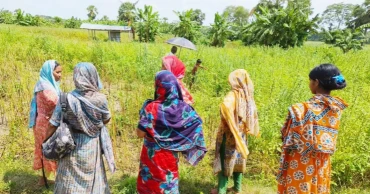নড়াইলে তিলখেতে মিলল মানুষের কঙ্কাল