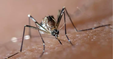 ডেঙ্গু: দেশে আরও তিনজনের মৃত্যু, আক্রান্ত ৪০৮