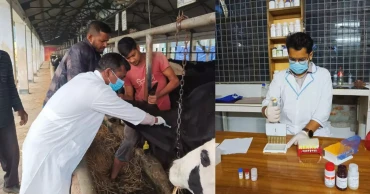 ব্রুসেলোসিসে কমছে গাভীর দুধ, বছরে আড়াই কোটি টাকার ক্ষতি: বাকৃবির গবেষণা
