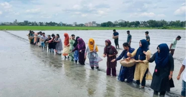 বন্যায় ক্ষতিগ্রস্ত কৃষকদের বিনামূল্যে ধানের চারা দেবে বাকৃবি