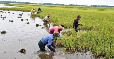 প্রকৃতি ও মানবসৃষ্ট অব্যবস্থাপনার দ্বিমুখী ছোবলে দিশেহারা সুনামগঞ্জের কৃষক