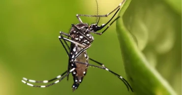 দেশে আরও ১৭৬ জন ডেঙ্গু আক্রান্ত