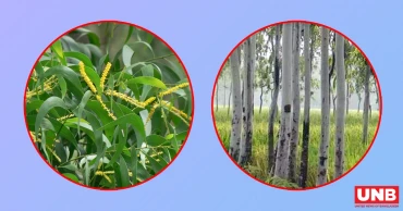 ইউক্যালিপটাস-আকাশমনি গাছ নিষিদ্ধ ঘোষণা