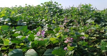 থোকা থোকা শিমে স্বপ্ন বুনছেন লালমনিরহাটের চাষিরা