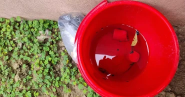 গাংনীতে সরকারি প্রাথমিক বিদ্যালয় থেকে দুটি হাতবোমা উদ্ধার