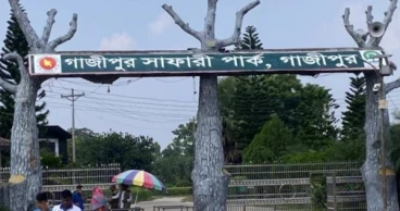 শর্ত ভঙ্গের অভিযোগে আবারও সাফারি পার্কে ফেরানো হলো দুটি হাতি