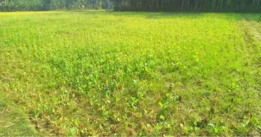 কয়রায় সরিষার রেকর্ড চাষাবাদ, বাম্পার ফলন