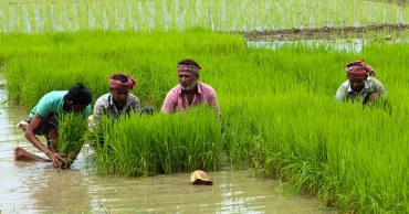উত্তরাঞ্চলে আমন চাষ বেড়েছে, ক্ষতি কাটিয়ে ঘুরে দাঁড়ানোর স্বপ্ন কৃষকদের