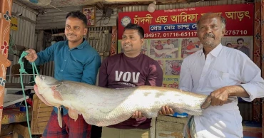 জেলের জালে বিশাল বোয়াল, ৫০ হাজার টাকায় বিক্রি