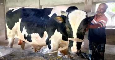 কুষ্টিয়ার ২৬ মণের ‘রাজাবাবু’, দাম হাঁকা হচ্ছে ৮ লাখ