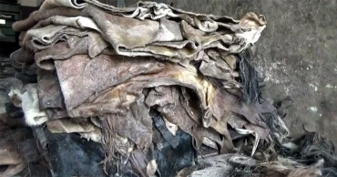 ঈদুল আজহার আগে লবণের মূল্যবৃদ্ধি, দুশ্চিন্তায় নাটোরের চামড়া ব্যবসায়ীরা