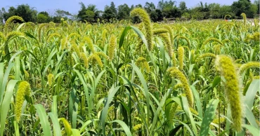 মানুষের থালা থেকে পাখির ঠোঁটে: চরাঞ্চলে বিলুপ্তির পথে কাউন