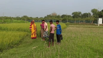 চাঁপাইনবাবগঞ্জে বিষ দিয়ে কৃষকের ধানখেত নষ্ট