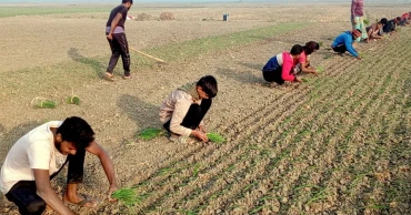 পেঁয়াজ রোপণের ভরা মৌসুমে ঝিনাইদহে শ্রমিক সংকট, মাঠে নেমেছে শিক্ষার্থীরা