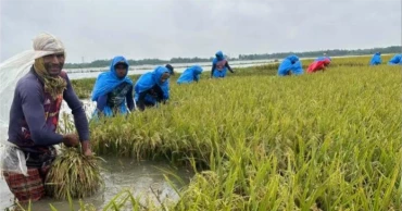সুনামগঞ্জে পানির নিচে ২০০ কোটি টাকার ধান, দিশেহারা হাওরের কৃষক