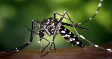 ঊর্ধ্বগতির ডেঙ্গুতে রাজধানীতে আরও এক মৃত্যু, আক্রান্ত ৩৮৬