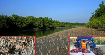 সুন্দরবনে বাঘ বাড়লেও অবাধ হরিণ শিকারে বাড়ছে উদ্বেগ