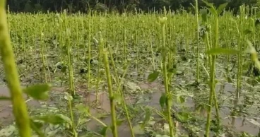 কালবৈশাখী ঝড় ও শিলাবৃষ্টিতে ব্যাপক ক্ষতির মুখে কৃষকরা