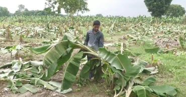 শৈলকুপায় ৪০ বিঘা জমির কলাগাছ কেটেছে দুর্বৃত্তরা