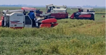 সুনামগঞ্জের হাওরে চলছে না হারভেস্টার, ধান কাটা নিয়ে উদ্বেগ-উৎকণ্ঠায় কৃষকরা