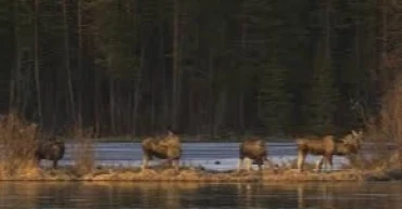 Livestream of moose migration that captivated millions concludes
