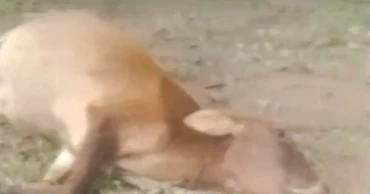 Cow killed in wild elephant attack in Sherpur