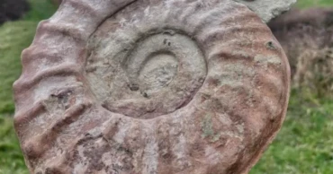 'Stunning' 100-million-year-old fossil found in rock