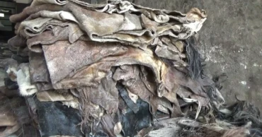 Rawhide Processing: Salt crisis worries traders ahead of Eid