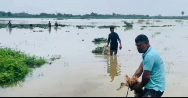 Rising water levels of Gomti inundate croplands in Cumilla, leaving thousands of farmers facing losses