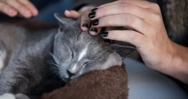 Man gets 6-month jail for killing neighbour’s cat in Dhaka