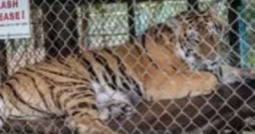 Authorities scramble to contain virus outbreak after 72 tigers die in Thailand
