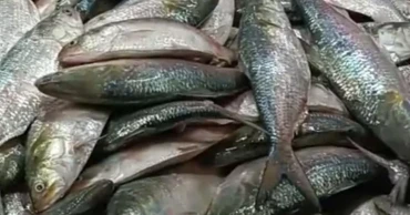 Bangladesh halts hilsa import from India, cancels 103 permits