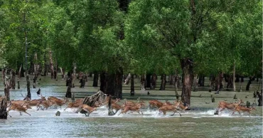 3-month ban on entry to Sundarbans from June 1 to protect wildlife, boost fish breeding