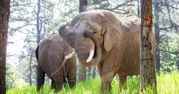 Elephants can't pursue their release from a Colorado zoo because they're not human, court says