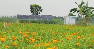 Solar irrigation brings savings, extra income to Jhenaidah farmers