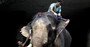 After years of neglect, rescued elephant Badsha Bahadur gets a second chance