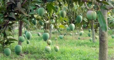 Mango harvesting in Natore to begin on May 15